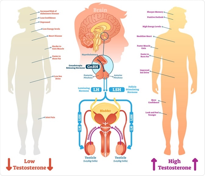 Testosterone and its Role in the Human Body
